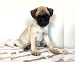 Image preview for Ad Listing. Nickname: Ottis