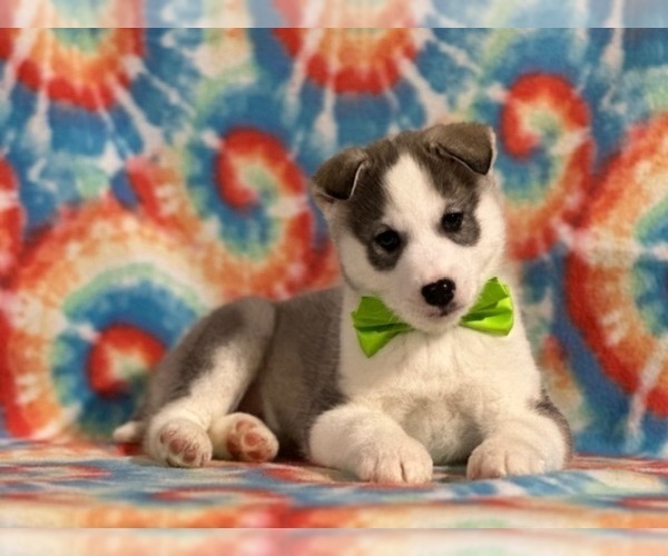 Medium Photo #2 Pomsky Puppy For Sale in LANCASTER, PA, USA