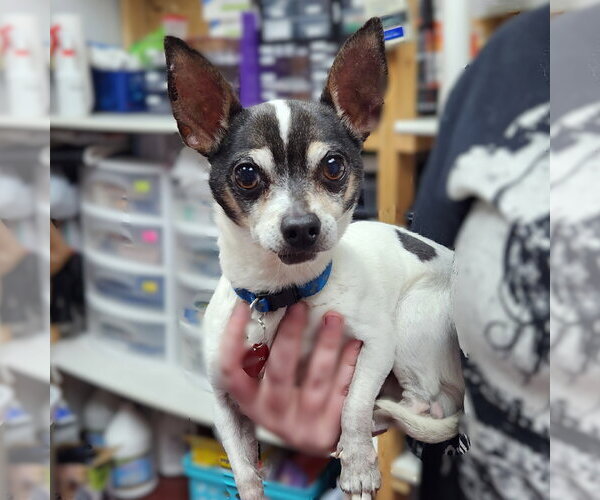 Medium Photo #7 Chihuahua Puppy For Sale in Fargo, ND, USA