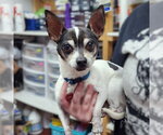 Small #6 Chihuahua
