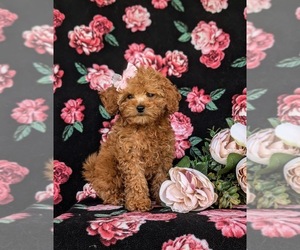 Poodle (Toy) Puppy for sale in OXFORD, PA, USA