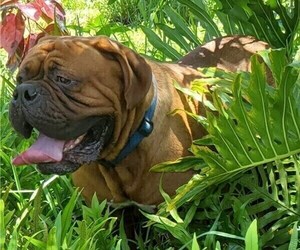 Father of the Dogue de Bordeaux puppies born on 08/24/2019