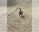 Small #4 Australian Cattle Dog-Labrador Retriever Mix