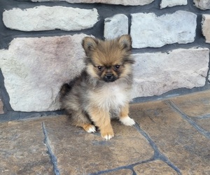 Pomeranian Puppy for Sale in ORRVILLE, Ohio USA