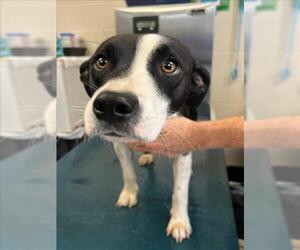 Border Collie-Unknown Mix Dogs for adoption in Mobile, AL, USA