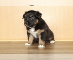 Small Photo #13 Australian Shepherd Puppy For Sale in CARMEL, IN, USA