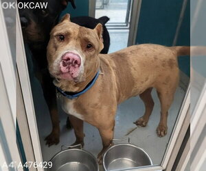 American Staffordshire Terrier Dogs for adoption in Oklahoma City, OK, USA