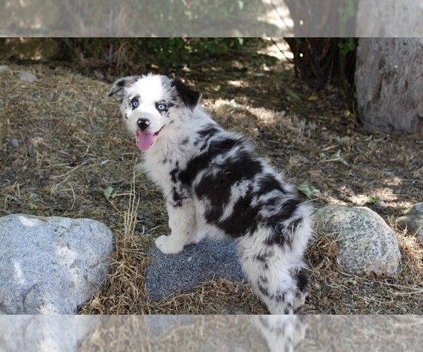 Medium Photo #19 Australian Shepherd Puppy For Sale in ACTON, CA, USA