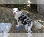 Small #1 Australian Shepherd