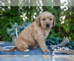 Puppy Candiss Golden Retriever