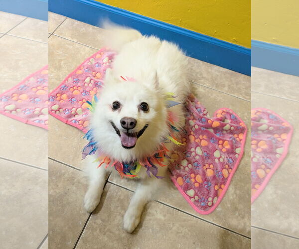 Medium Photo #3 American Eskimo Dog Puppy For Sale in Pikesville, MD, USA