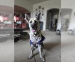 Small #2 German Shepherd Dog