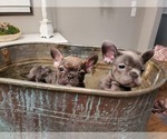 Small Photo #4 French Bulldog Puppy For Sale in WENTZVILLE, MO, USA