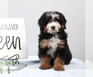Bernedoodle (Miniature) Puppy for sale in LIVINGSTON, WI, USA