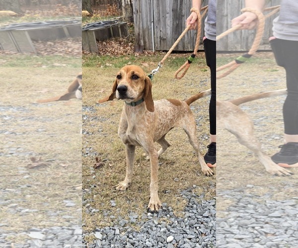 Medium Photo #1 Coonhound Puppy For Sale in Rustburg, VA, USA
