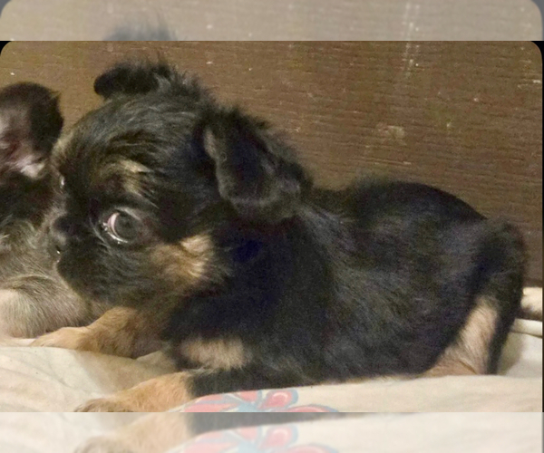 Medium Photo #2 French Bulldog Puppy For Sale in PHOENIX, AZ, USA