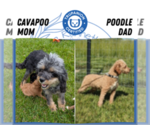 Small #9 Cavapoo