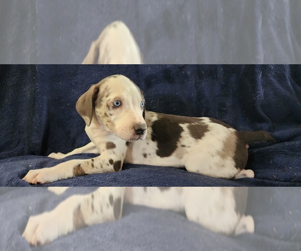 Medium Photo #27 Catahoula Leopard Dog Puppy For Sale in CUMBY, TX, USA