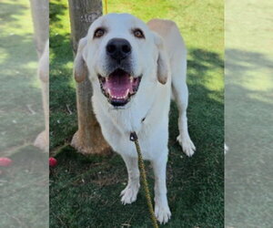Mandalorian - Male Great Pyrenees-Unknown Mix Dog for Adoption - Photo #3