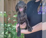 Small #2 Coonhound Mix