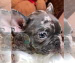 Small Photo #33 French Bulldog Puppy For Sale in BUCKS BAR, CA, USA