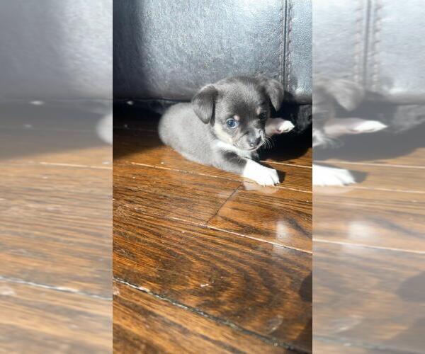 Medium Photo #3 Malchi Puppy For Sale in Bradford West Gwillimbury, Ontario, Canada