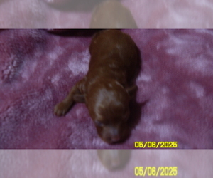 Poodle (Toy) Puppy for sale in DULUTH, GA, USA