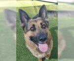 Small #1 German Shepherd Dog