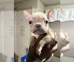 Small #7 French Bulldog