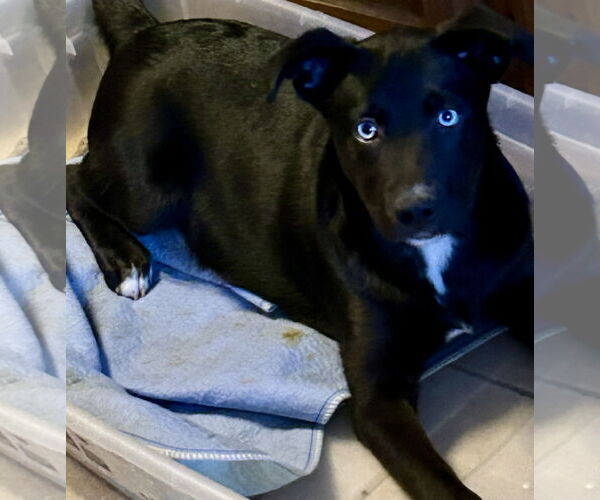 Medium Photo #4 Mutt Puppy For Sale in Okolona, MS, USA