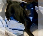 Small #3 Mutt