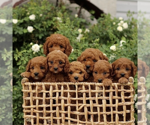 Medium Photo #2 Cavapoo Puppy For Sale in PARADISE, PA, USA