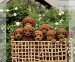 Small #1 Cavapoo