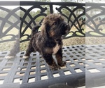 Small Photo #4 Bernedoodle Puppy For Sale in GRAHAM, NC, USA