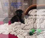 Small Photo #2 Great Dane Puppy For Sale in TOPEKA, IN, USA