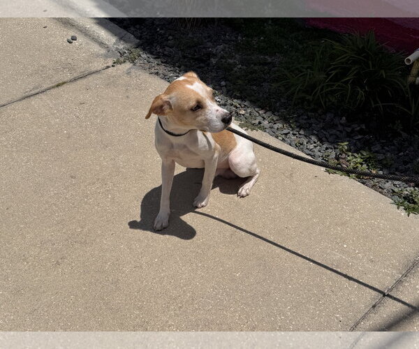 Medium Photo #8 Toy Rat Doxie Puppy For Sale in Sanford, FL, USA