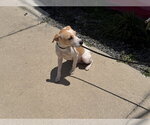 Small #7 Toy Rat Doxie