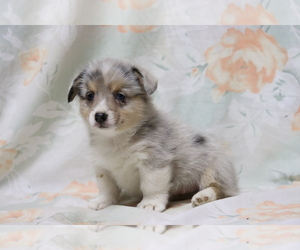Pembroke Welsh Corgi Puppy for sale in SHILOH, OH, USA