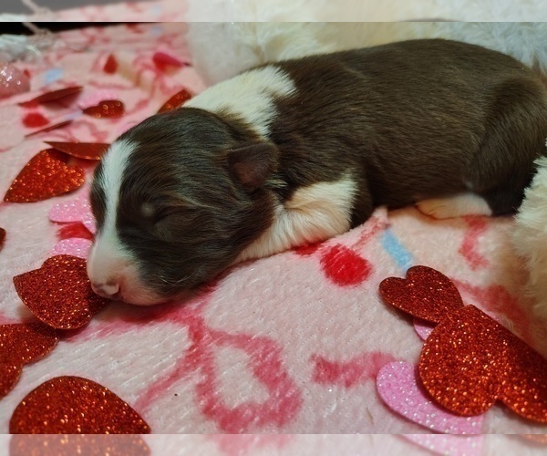 Medium Photo #7 Border Collie Puppy For Sale in NORBORNE, MO, USA