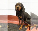 Small Photo #2 Black and Tan Coonhound Puppy For Sale in Westminster, MD, USA