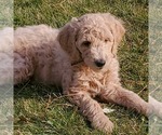 Small Photo #7 Goldendoodle Puppy For Sale in WILLMAR, MN, USA