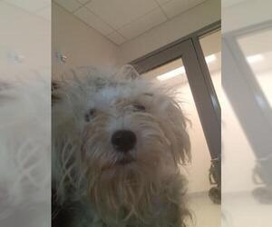 Poodle (Miniature) Dogs for adoption in Houston, TX, USA
