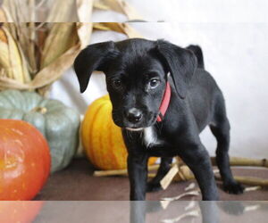 Mutt Dogs for adoption in Chestertown, MD, USA