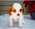 Puppy Molly Cavalier King Charles Spaniel