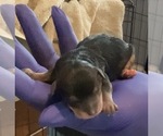Small Photo #32 German Hunting Terrier-Lowchen Mix Puppy For Sale in HENRICO, VA, USA