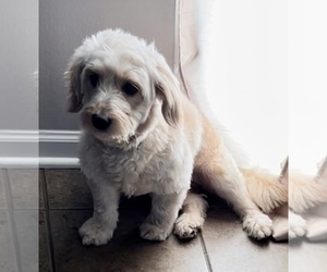 Goldendoodle (Miniature) Puppy for sale in PLAINFIELD, IL, USA