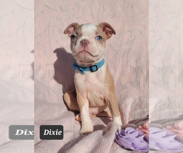 Medium Photo #5 Boston Terrier Puppy For Sale in POMEROY, OH, USA