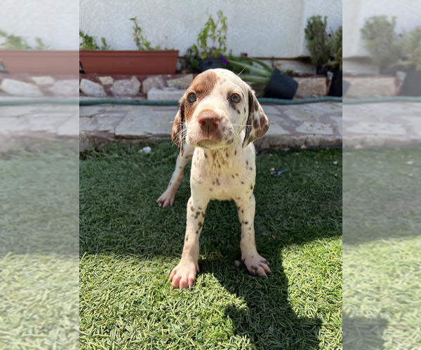 Medium Photo #2 Dalmatian Puppy For Sale in LA PUENTE, CA, USA