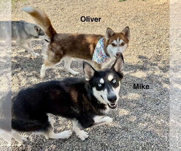 Medium Photo #4 Siberian Husky Puppy For Sale in Cedar Crest, NM, USA