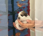 Small #1 Pembroke Welsh Corgi-Poodle (Miniature) Mix
